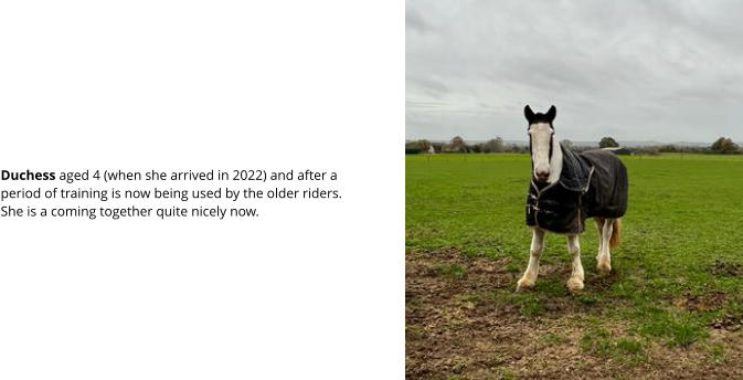 Duchess aged 4 (when she arrived in 2022) and after a period of training is now being used by the older riders.  She is a coming together quite nicely now.