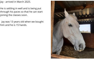 Jay - arrived in March 2025.He is settling in well and is being put through his paces so that he can start joining the classes soon.    Jay was 13 years old when we bought him and he is 15 hands.