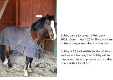 Bobby came to us early February 2022.  Born in April 2014, Bobby is one of the younger members of the team.  Bobby is 12.2 of Welsh Section C stock and we are hoping that Bobby will be happy with us and provide our smaller riders with a lot of fun.