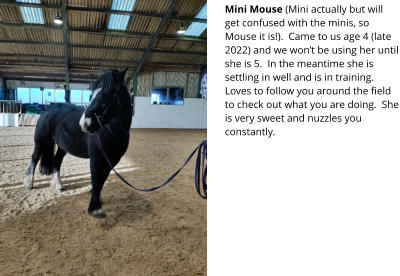Mini Mouse (Mini actually but will get confused with the minis, so Mouse it is!).  Came to us age 4 (late 2022) and we won’t be using her until she is 5.  In the meantime she is settling in well and is in training.  Loves to follow you around the field to check out what you are doing.  She is very sweet and nuzzles you constantly.